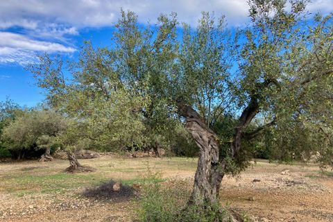 Finca i El Perello, Tarragona, El Perello - € 77.000 | Ref: Finca Manu Ampo - foto 21